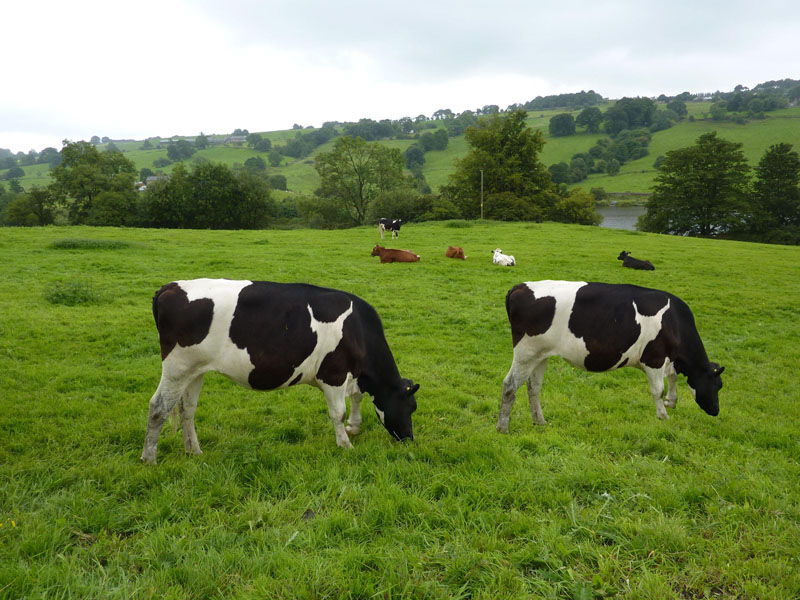 Cloned Cows